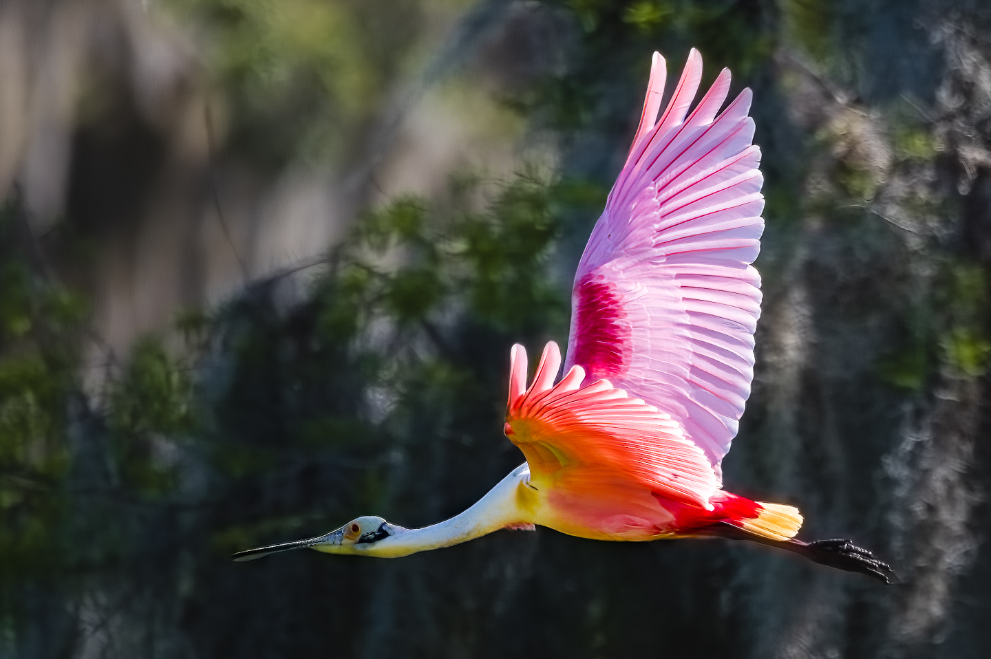 1st PrizeOpen Color In Class 2 By Michael Claudy For Roseate Spoonbill Exiting Left NOV-2022.jpg